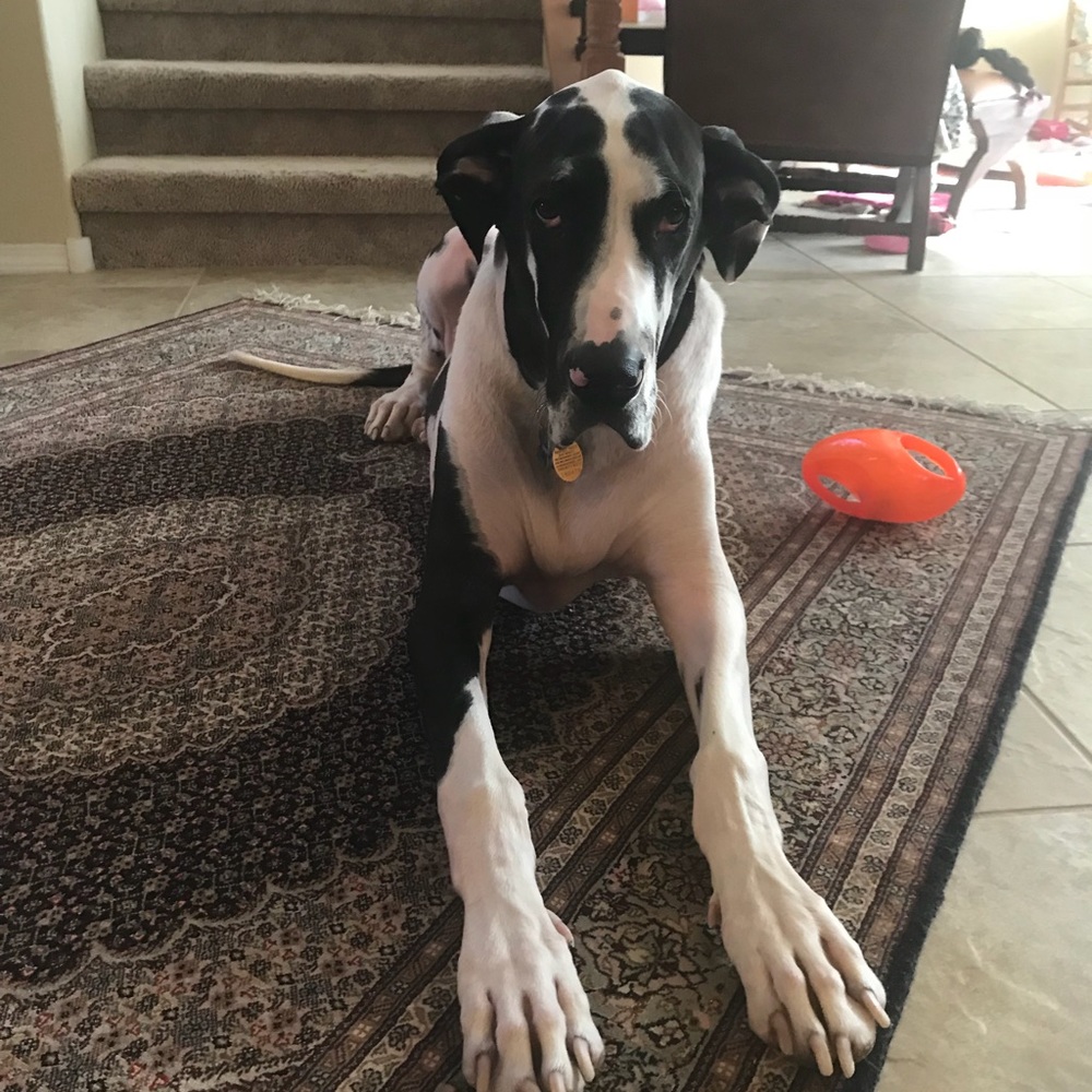 Meet your Posher, Carey